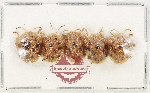 Laccoptera tredecimpunctata (5 pcs)