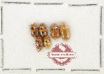 Scientific lot no. 762 Chrysomelidae (6 pcs)