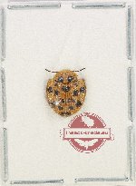 Laccoptera sedecimnotata
