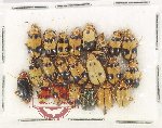 Scientific lot no. 760 Chrysomelidae (22 pcs)