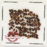 Hydrophilidae Scientific lot no. 435 (120 pcs)