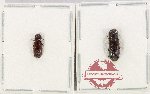 Bostrichidae Scientific lot no. 73 (2 pcs)