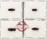 Bostrichidae Scientific lot no. 71 (4 pcs)