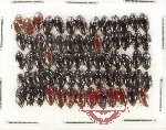 Noteridae Scientific lot no. 4 (68 pcs)