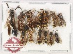 Scientific lot no. 621 Hymenoptera (13 pcs)