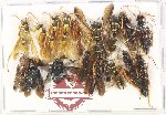 Scientific lot no. 619 Hymenoptera (19 pcs)