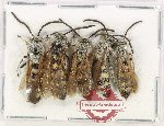 Scientific lot no. 622 Hymenoptera (5 pcs A2)