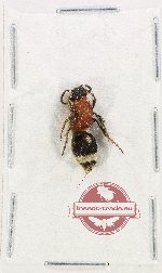 Mutilidae sp. 32