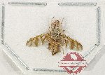 Diptera sp. 65