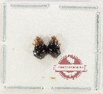 Scientific lot no. 140 Diptera (2 pcs)