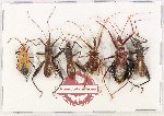 Scientific lot no. 1568 Heteroptera (6 pcs)