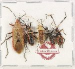 Scientific lot no. 1565 Heteroptera (5 pcs A-, A2)