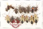 Scientific lot no. 1574 Heteroptera (15 pcs)