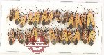 Scientific lot no. 1563 Heteroptera (25 pcs A-, A2)