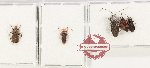 Scientific lot no. 1561 Heteroptera (5 pcs)