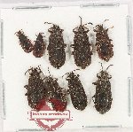 Scientific lot no. 1577 Heteroptera (9 pcs)