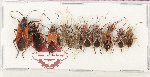 Scientific lot no. 1562 Heteroptera (10 pcs)