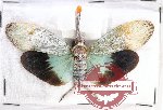 Pyrops ruhli
