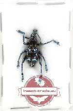Eupholus amaliae