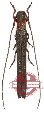 Ectinogramma isosceloides (A2)
