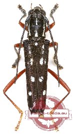 Macroglenea propingua (A-)