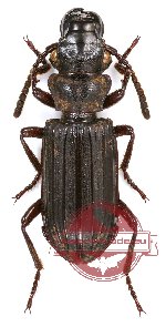 Pseudozaena sp. 4 (A2)
