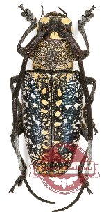 Peribasis pubicollis