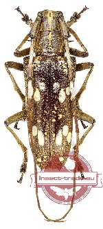 Epepeotes schlegeli