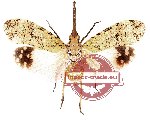 Pyrops horsfieldi (5 pcc)