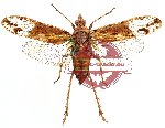 Prolepta ferocula (A-)