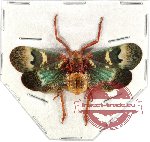 Scamandra vanvyvei (A2)