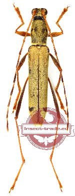 Rhaphuma vagesignata