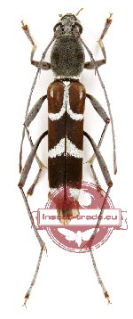 Demonax reticollis