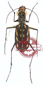 Lophyra (Spilodia) striolata
