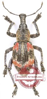 Rhinoscapha humboldtiana (10 pcs)