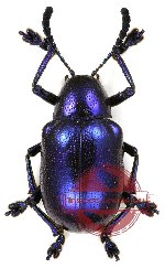 Eumolphus sp. 1 (A2)