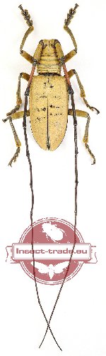 Nemophas tomentosus