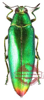 Chrysochroa fulminans (5 pcs)