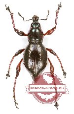Sphenomorpha sp. 3 (12 pcs)