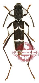 Perissus albobifasciatus (A2)