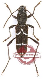 Perissus mimicus Gr. + Rd., 1970 (A2)