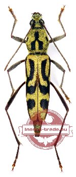 Chlorophorus annularoides Holzschuh (5 pcs)