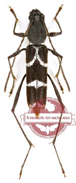 Rhaphuma paucis (A-)