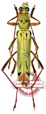 Rhaphuma clermonti