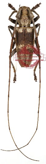Acalolepta griseofasciata (A2)