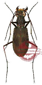 Calomera sanquineomaculata (10 pcs A-/A2)