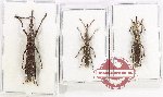 Scientific lot no. 186 Brenthidae (3 pcs - 1 pc A2)