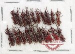 Scientific lot no. 189 Brenthidae (20 pcs)