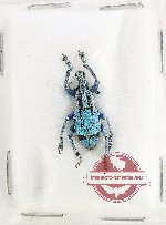 Eupholus antonkozlovi