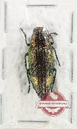 Metataenia sp. 3